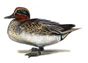 COMMON TEAL ANAS CRECCA | Tourismo Venatorio in Lettonia