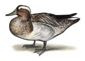 GARGANEY | Tourismo Venatorio in Lettonia