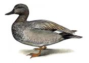 GADWALL | Tourismo Venatorio in Lettonia