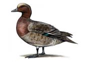 WIGEON | Tourismo Venatorio in Lettonia