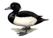 TUFTED DUCK | Tourismo Venatorio in Lettonia