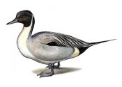 NORTHERN PINTAIL | Tourismo Venatorio in Lettonia