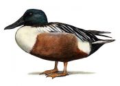 SHOVELER | Tourismo Venatorio in Lettonia