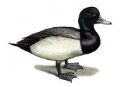 GREATER SCAUP | Tourismo Venatorio in Lettonia