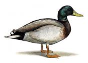 MALLARD | Tourismo Venatorio in Lettonia