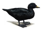 SCOTER | Tourismo Venatorio in Lettonia