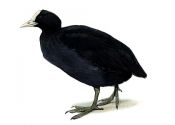 COOT | Tourismo Venatorio in Lettonia