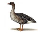 BEAN GOOSE | Tourismo Venatorio in Lettonia